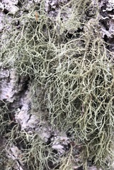 Usnea hirta