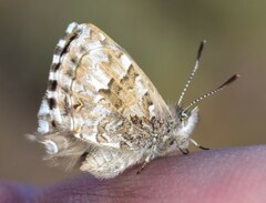 Theclinesthes serpentata
