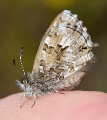 Theclinesthes serpentata