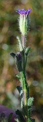 Vittadinia