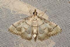 Metasia ophialis