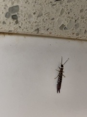 Euborellia annulipes