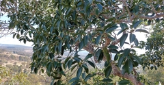 Ficus rubiginosa