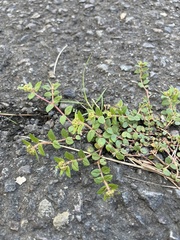 Euphorbia ophthalmica