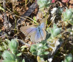 Theclinesthes serpentata