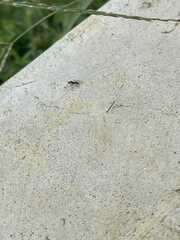 Brachyponera chinensis