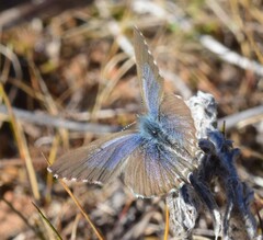 Theclinesthes serpentata