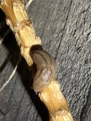 Ambigolimax valentianus