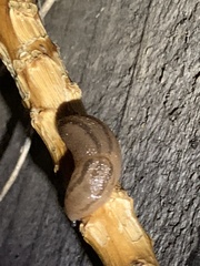 Ambigolimax valentianus