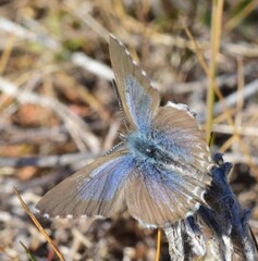Theclinesthes serpentata