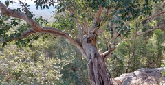 Ficus rubiginosa