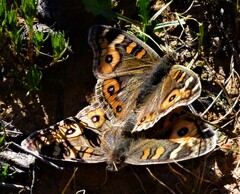 Junonia villida