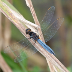 Crocothemis nigrifrons