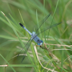 Diplacodes trivialis