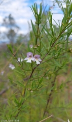 Prostanthera nivea