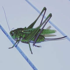 Decticus verrucivorus