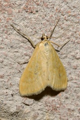 Sitochroa verticalis