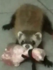 Mustela putorius