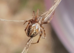 Neoscona adianta