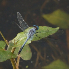 Diplacodes trivialis