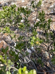 Olearia muelleri