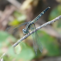 Diplacodes trivialis