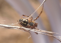 Neoscona adianta
