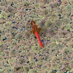 Rhodothemis lieftincki