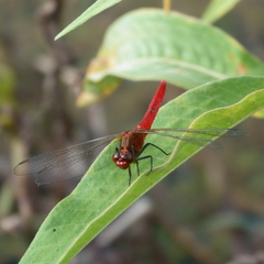 Rhodothemis lieftincki