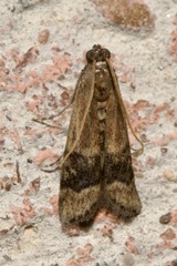 Euzopherodes charlottae