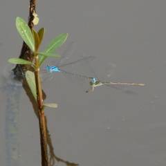Pseudagrion microcephalum