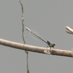 Ischnura heterosticta