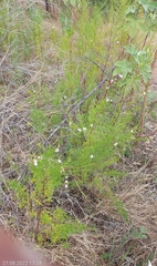 Prostanthera nivea