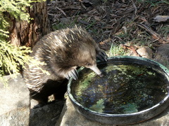 Tachyglossus aculeatus setosus
