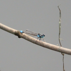Ischnura heterosticta