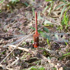 Diplacodes bipunctata