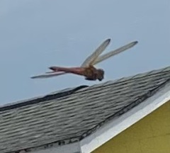 Libellula