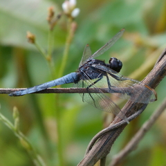 Crocothemis nigrifrons