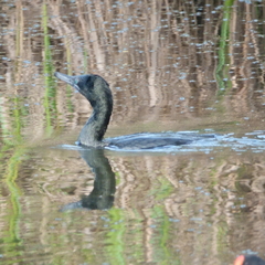 Phalacrocorax sulcirostris
