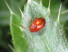 Sphaeroderma testaceum