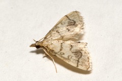 Metasia ophialis