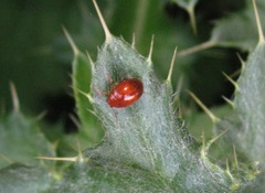 Sphaeroderma testaceum