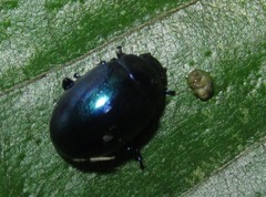 Chrysolina coerulans