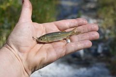 Hesperoleucus symmetricus