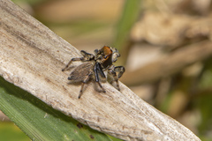 Maratus griseus