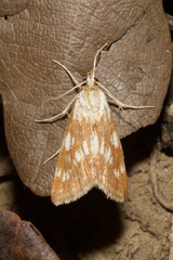 Epascestria pustulalis