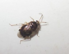 Deraeocoris lutescens