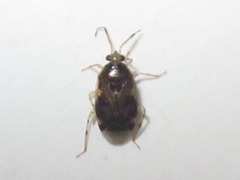 Deraeocoris lutescens