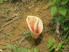 Amorphophallus