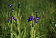 Iris setosa